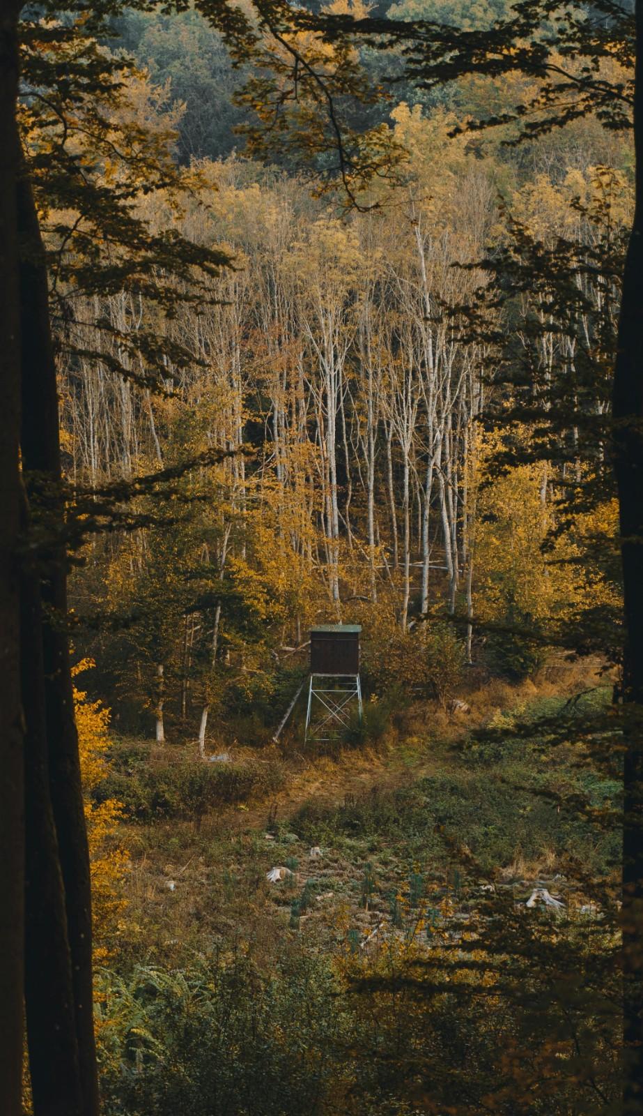 Driven hunt