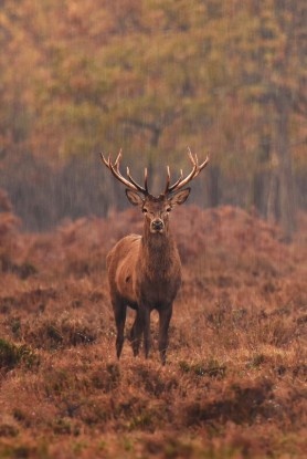 Red stag hunting estate
