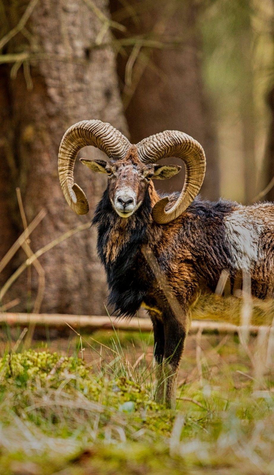 Mouflon and deer hunt
