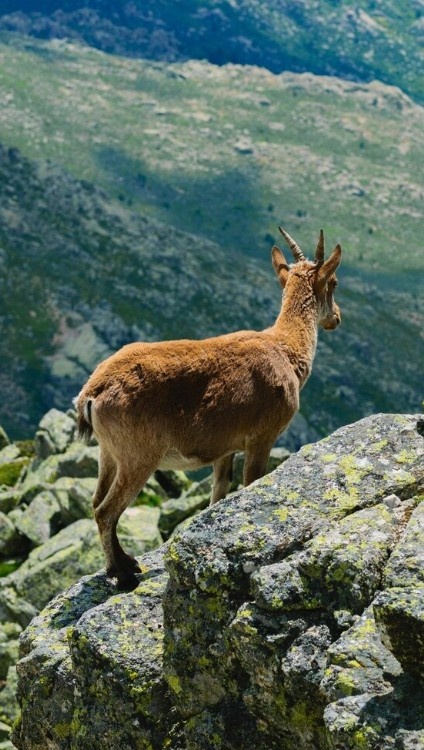 Mountain chamois hunt