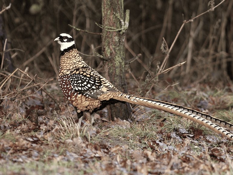 King Pheasant