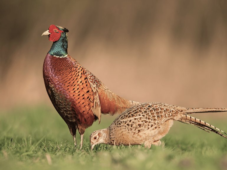 Pheasant