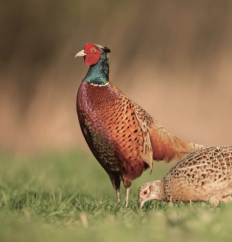 Pheasant